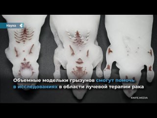 scientists from tomsk created phantoms of laboratory rats and mice for humane experiments