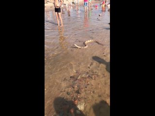 in st. petersburg, a girl decided to bathe a boa constrictor on the beach